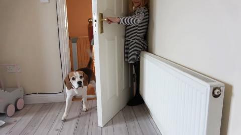 Silly Dogs Playing Hide and Seek with Little Girl