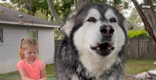 Little Girl has total control over Giant Malamute 