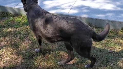 Woo's Playdate With Tonka