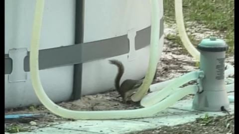 Funniest Squirrel Ever! Watch him do Zoomies and Play Fig...