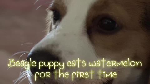  Puppy Eats Watermelon for the first time