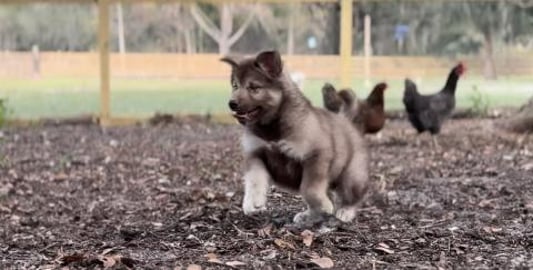 Malamute Puppy Playing With His Chicken Aunties