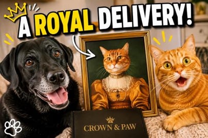 Percy the Labrador gets Princess Puss Puss a Portrait