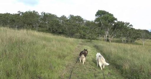 Shhhh, we're hunting 6 foot rabbits (Kangaroos)