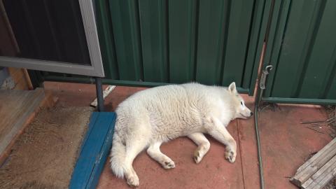Day off for Husky to watch fruit trees & Guinea Pigs