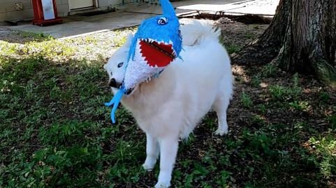 Husky Destroys Pinata & Shares With The Dog Next Door