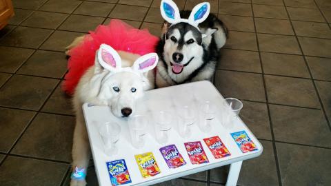 Husky & Malamute Help Color Easter Eggs With Kool Aid Pac...