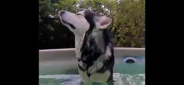 Malamute Argues about Getting Out Of the Pool