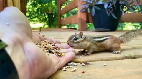 Steve the Chipmunk is Eating out of my Hand / Squirrel, C...