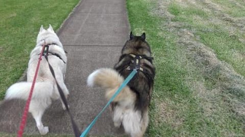 Silly old man saw us waiting for cars and he walks in fro...