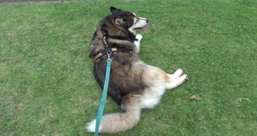 Hello Husky Mack, happy to see us as usual
