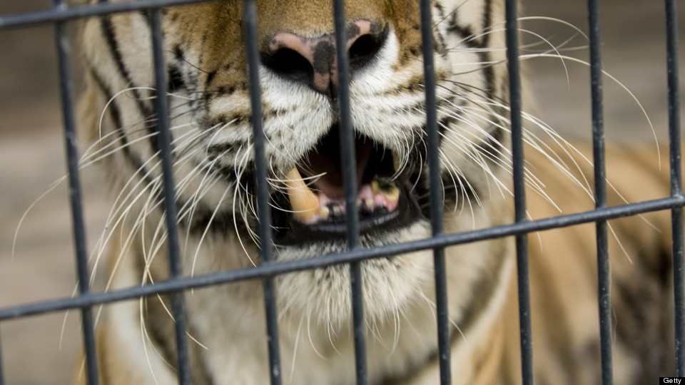 Joe Exotic Taunts Trump From Prison: 'I Will Save You A Bunk And A ...