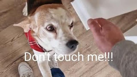 Jealous Beagle Can't Handle It When Owner Comes Home From...