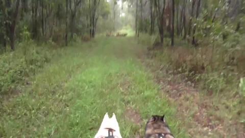 Frogs say hi. Husky acting like a puppy