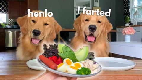 Dog Reviews Food With Sister | Tucker Taste Test 16