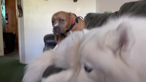 PitBull Sits On Husky