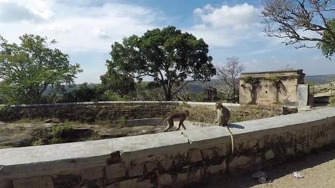 Monkeys of Melukote