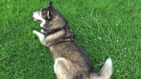 Kookaburra parents looking after their babies