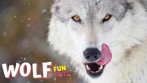 WOLF - Wild and Free: Exploring the World of Wolves