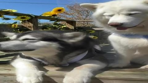 Funniest Wedding Vows Ever!