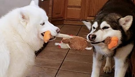Malamute Tempts Husky With Toy To Play Tug Of War 
