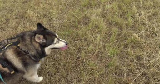 Wolf has FREEDOOOOM. Not that he seams to care