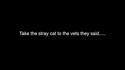 Taking Princess Puss Puss to the Vets