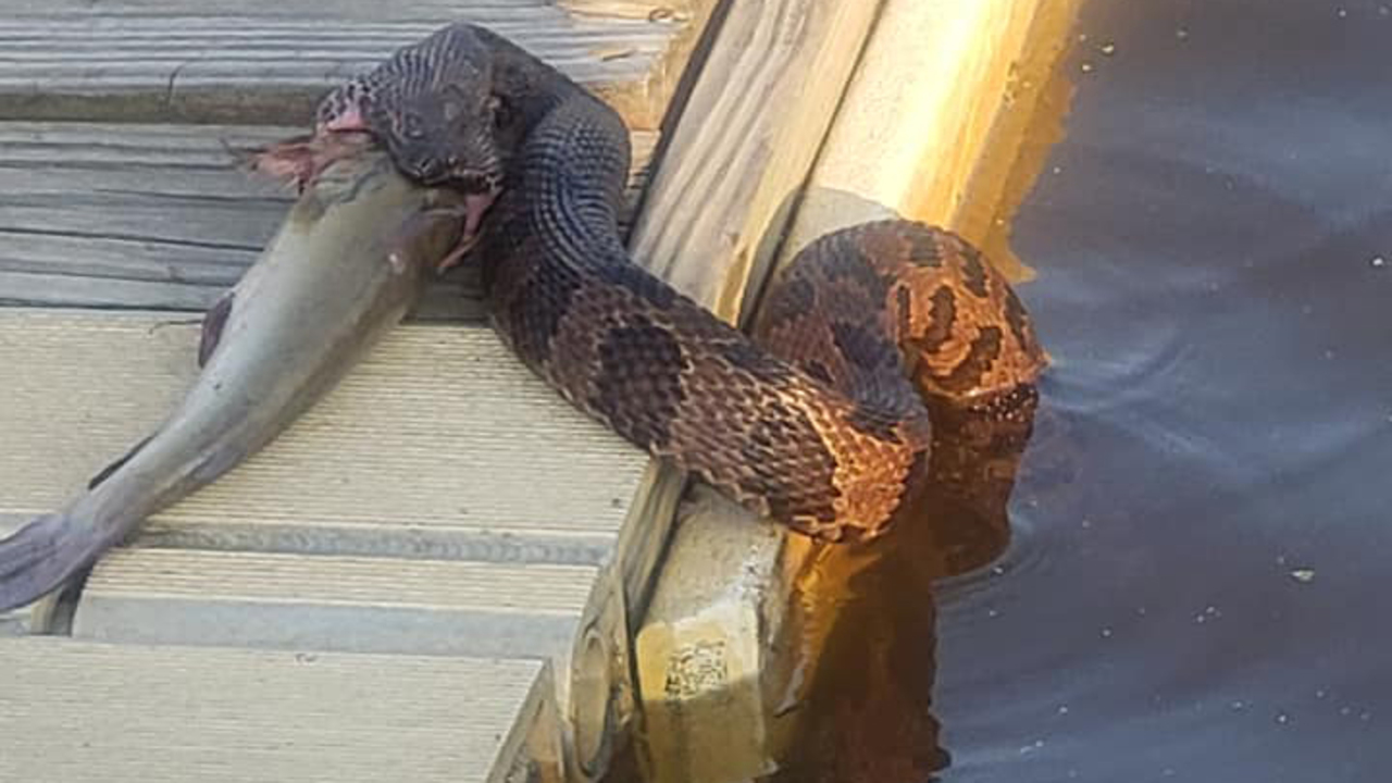 North Carolina Zoo on X: A snake playing possum? Eastern hognose snakes  play dead as a defense mechanism called thanatosis. Hognoses write around  before opening their mouth & letting their tongue hang