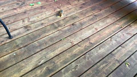 All I Need is my Bird Food Mix with Steve the Chipmunk / ...