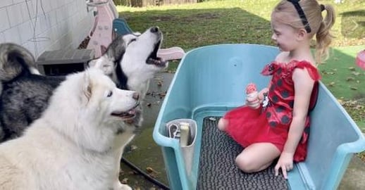 Malamute Eats Ice-cream Without Sharing With Husky