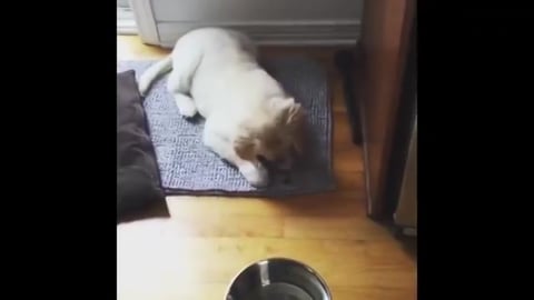 Lola and her first blueberry