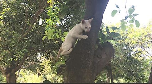 My Timmy Cat falls many times...But he like to do this !!...