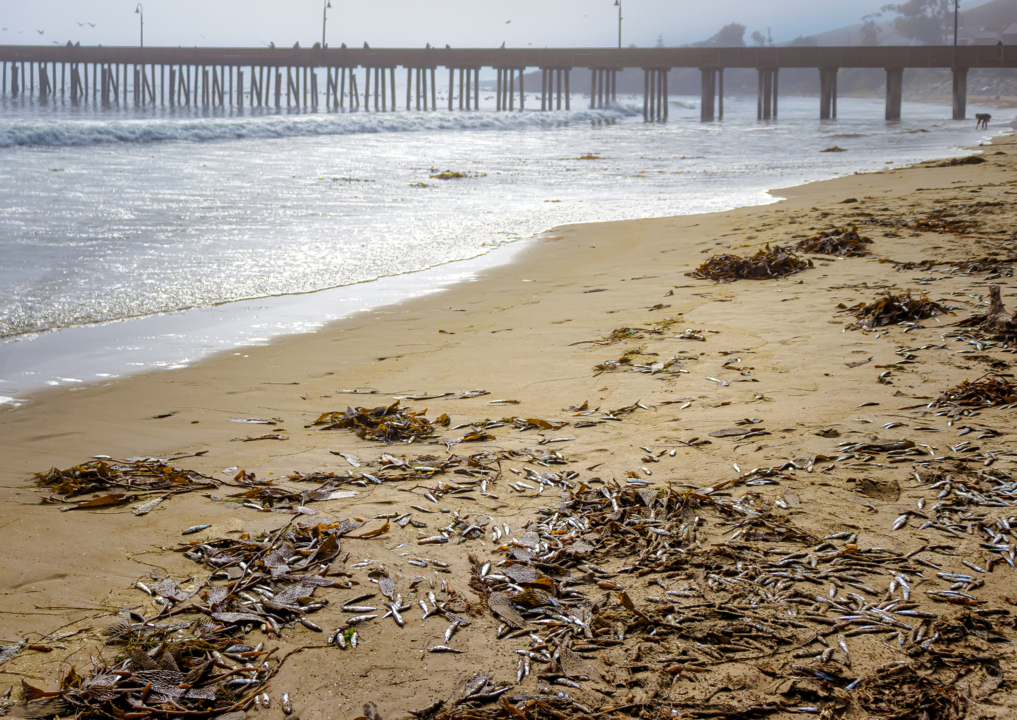 See masses of dead anchovies washed up in Cayucos CA San Luis Obispo