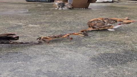 Cats playing with a crab
