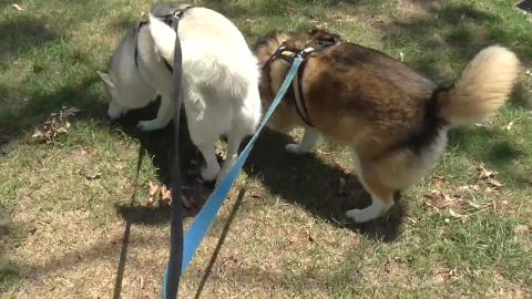 We see the sea with a Malamute and Husky