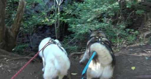 Hiking at Highfields Falls - Part 3