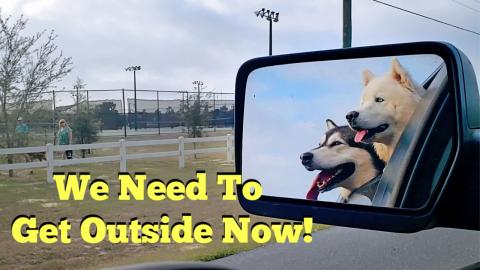 Husky & Malamute Demand To Get Out Of House & I Surprise ...