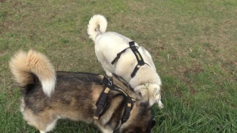 Two lonely huskies at the dog park. No friends today.