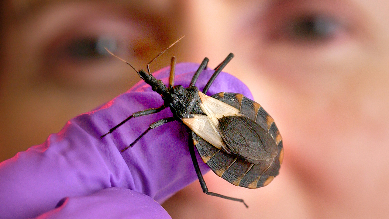 ‘Kissing bug’ CDC finds bug in Delaware, what it means for CA Sacramento Bee