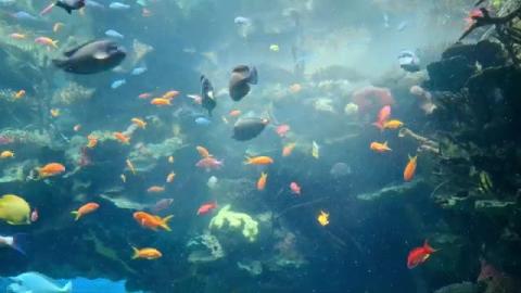 Relaxing moments #1 with calming music for stress relief,...