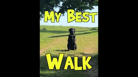 Percy the Labradors Favourite Walk in Epping Essex
