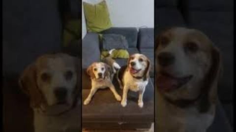 Who did Mess in the Kitchen - Guilty Dogs