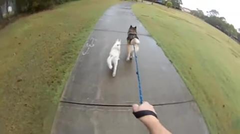 Puppy husky had all her shots and allowed to go for walk