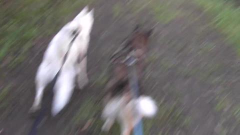 Malamute & Husky walk cut short due to mud