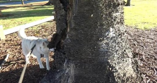 Discoverd a park in town, how did we miss it