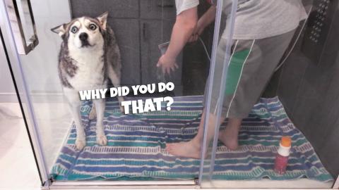 Siberian Husky Bath Time – Muddy Girl | Funny Dogs Vide...