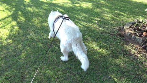 Husky says lets take a short-cut