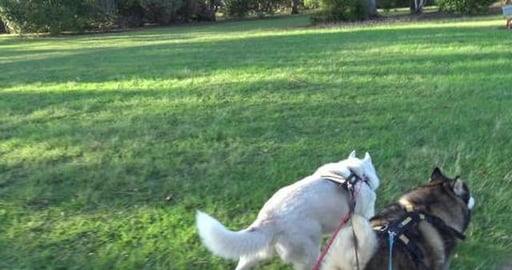 All these joggers didn't stop too give husky girl pats