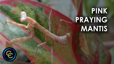 Pink Praying Mantis on the plant