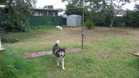 It's raining finally & happy husky testing the grass